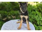 German Shepherd Dog Puppy for sale in Fort Wayne, IN, USA