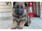 German Shepherd Dog Puppy for sale in Evansville, IN, USA