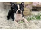 Boston Terrier Puppy for sale in Fort Wayne, IN, USA