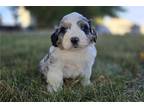 Mutt Puppy for sale in Fort Wayne, IN, USA