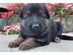 German Shepherd Dog Puppy for sale in Evansville, IN, USA