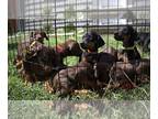 Doberman Pinscher PUPPY FOR SALE ADN-825502 - Purebred Doberman Puppies