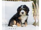 Bernedoodle (Miniature) PUPPY FOR SALE ADN-825476 - Mini Bernedoodle