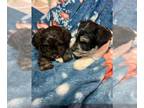 Schnauzer (Miniature) PUPPY FOR SALE ADN-825366 - Schnsuzer Miniature Boys