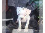 Boxer PUPPY FOR SALE ADN-825361 - AKC Boxer