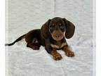 Dachshund PUPPY FOR SALE ADN-825240 - AKC MINI DACHSHUND PUPPIES