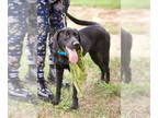 Retriever Mix DOG FOR ADOPTION RGADN-1340238 - Female young black labs - Black