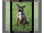 American Pit Bull Terrier Mix DOG FOR ADOPTION RGADN-1358497 - Durki - Pit Bull