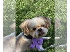 Shih Tzu Mix DOG FOR ADOPTION RGADN-1358574 - Goosey D5958 - ADOPTION BEING