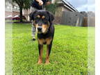 Rottweiler Mix DOG FOR ADOPTION RGADN-1358628 - Bullwinkle - Rottweiler / Mixed