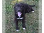 Border Collie Mix DOG FOR ADOPTION RGADN-1358862 - REMY - Border Collie / Mixed