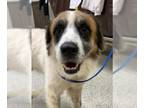 Saint Bernard Mix DOG FOR ADOPTION RGADN-1358910 - LEVI - Saint Bernard / Mixed