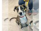 Plott Hound Mix DOG FOR ADOPTION RGADN-1358939 - PLATO - Plott Hound / Mixed