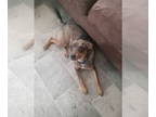 Australian Shepherd Mix DOG FOR ADOPTION RGADN-1358984 - Baby Girl - Australian