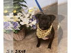 Staffordshire Bull Terrier Mix DOG FOR ADOPTION RGADN-1359014 - Skye -