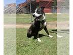 American Staffordshire Terrier DOG FOR ADOPTION RGADN-1359130 - DIEGO - American