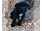 Lhasa-Poo DOG FOR ADOPTION RGADN-1359142 - **MAX - Poodle (Miniature) / Lhasa