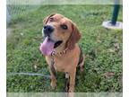 Bloodhound Mix DOG FOR ADOPTION RGADN-1359261 - RED - Bloodhound / Mixed (medium