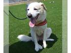 Great Pyrenees Mix DOG FOR ADOPTION RGADN-1359379 - CREAM CHEESE - Great