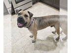 Bullmastiff Mix DOG FOR ADOPTION RGADN-1359627 - Croissant - Bullmastiff / Cane