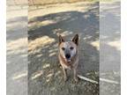 Australian Cattle Dog DOG FOR ADOPTION RGADN-1359762 - COWBOY - Queensland