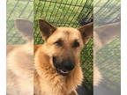 German Shepherd Dog Mix DOG FOR ADOPTION RGADN-1359855 - Bones - German Shepherd