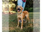 Black Mouth Cur Mix DOG FOR ADOPTION RGADN-1360009 - Sasha - Black Mouth Cur /