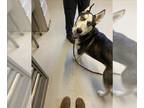 Mix DOG FOR ADOPTION RGADN-1360110 - BUTCH - Husky (medium coat) Dog For