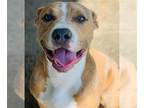 American Staffordshire Terrier DOG FOR ADOPTION RGADN-1360112 - Dog - American