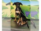 Doberman Pinscher Mix DOG FOR ADOPTION RGADN-1360117 - LYLA - Doberman Pinscher