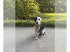 Sheprador DOG FOR ADOPTION RGADN-1360311 - Oakley-FOSTER NEEDED/SMALL AUSSIE-LAB