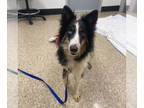 English Shepherd DOG FOR ADOPTION RGADN-1360321 - ALICE - English Shepherd