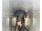 Rottweiler Mix DOG FOR ADOPTION RGADN-1360324 - ZION - Rottweiler / Mixed