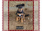 Rottweiler Mix DOG FOR ADOPTION RGADN-1360631 - Redbull - Rottweiler / Mixed Dog