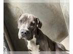 Mastiff Mix DOG FOR ADOPTION RGADN-1360658 - NIKKO - Mastiff / Mixed (medium