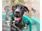 Great Dane-Labrador Retriever Mix DOG FOR ADOPTION RGADN-1360668 - ZOEY - Great