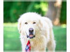 Great Pyrenees Mix DOG FOR ADOPTION RGADN-1360725 - Frosty - Great Pyrenees /