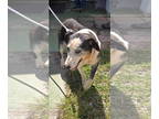 Border Collie Mix DOG FOR ADOPTION RGADN-1361197 - Dublin - At shelter available