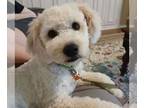 Wheaten Terrier Mix DOG FOR ADOPTION RGADN-1361268 - Win Win - Wheaten Terrier /