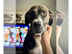 Boxer Mix DOG FOR ADOPTION RGADN-1361308 - Poppy - Boxer / Mixed (short coat)