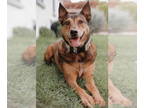 Australian Shepherd Mix DOG FOR ADOPTION RGADN-1361310 - Moose - Australian