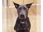 Doberman Pinscher-Weimaraner Mix DOG FOR ADOPTION RGADN-1361311 - Howie -