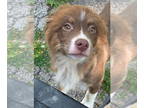 Australian Shepherd DOG FOR ADOPTION RGADN-1361341 - Yoshi - Australian Shepherd