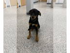 Golden Retriever-Rottweiler Mix DOG FOR ADOPTION RGADN-1361587 - Teddy - Golden