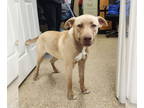 Labrador Retriever DOG FOR ADOPTION RGADN-1361680 - Calibur - Labrador Retriever