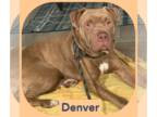 American Bandogge mastiff DOG FOR ADOPTION RGADN-1361994 - Denver - American Pit