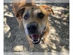 American Pit Bull Terrier Mix DOG FOR ADOPTION RGADN-1362052 - LUCKY LUKE - Pit