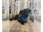 Poodle (Miniature) DOG FOR ADOPTION RGADN-1362161 - Bosco - Poodle (Miniature)