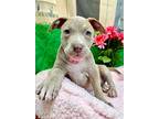 Andy Goonies, Staffordshire Bull Terrier For Adoption In Provo, Utah