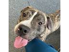 Dibo, American Pit Bull Terrier For Adoption In New York, New York